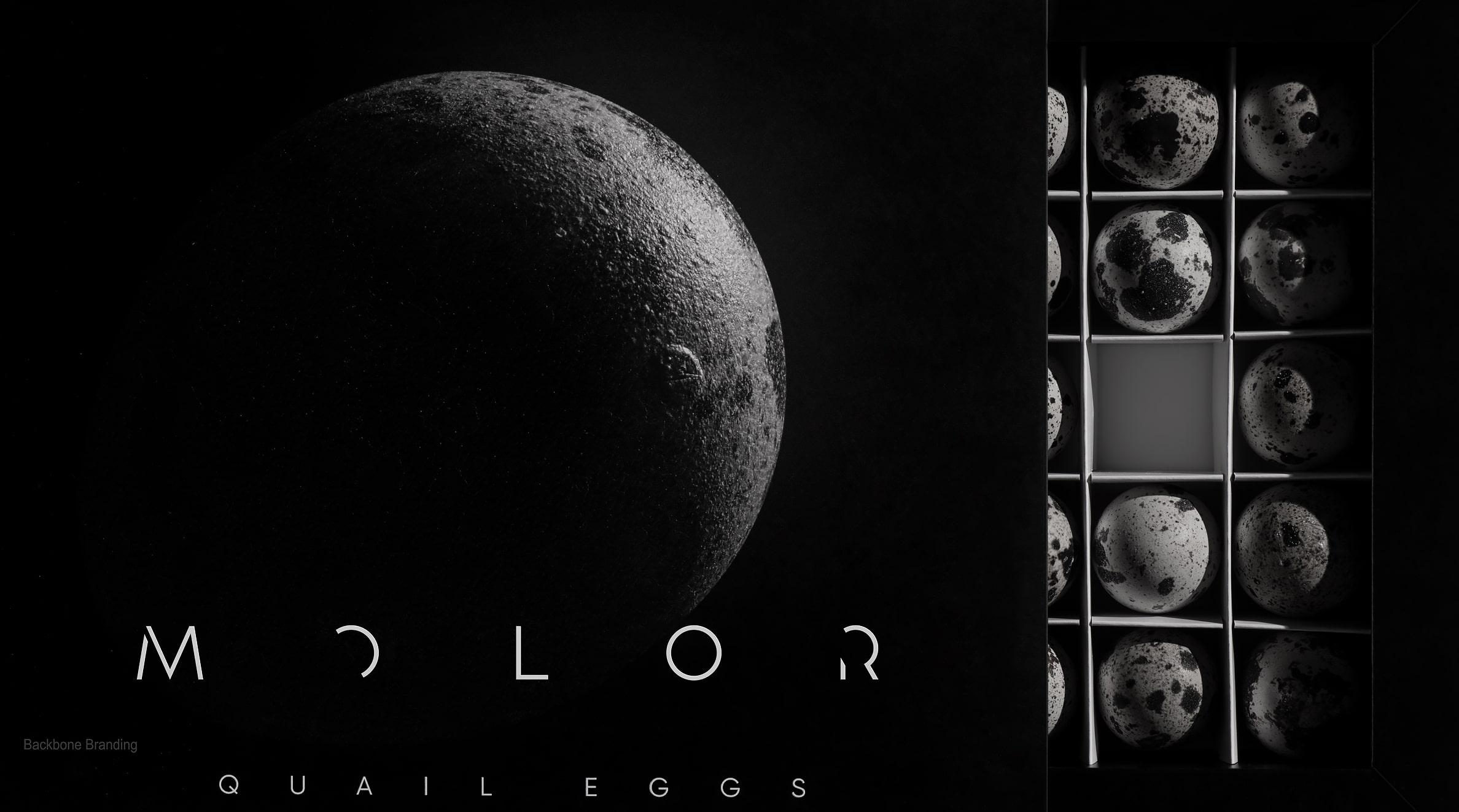 Molor_6_full_width-min